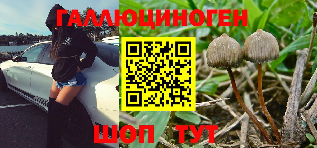 Псилоцибиновые грибы GOLDEN TEACHER Волгоград